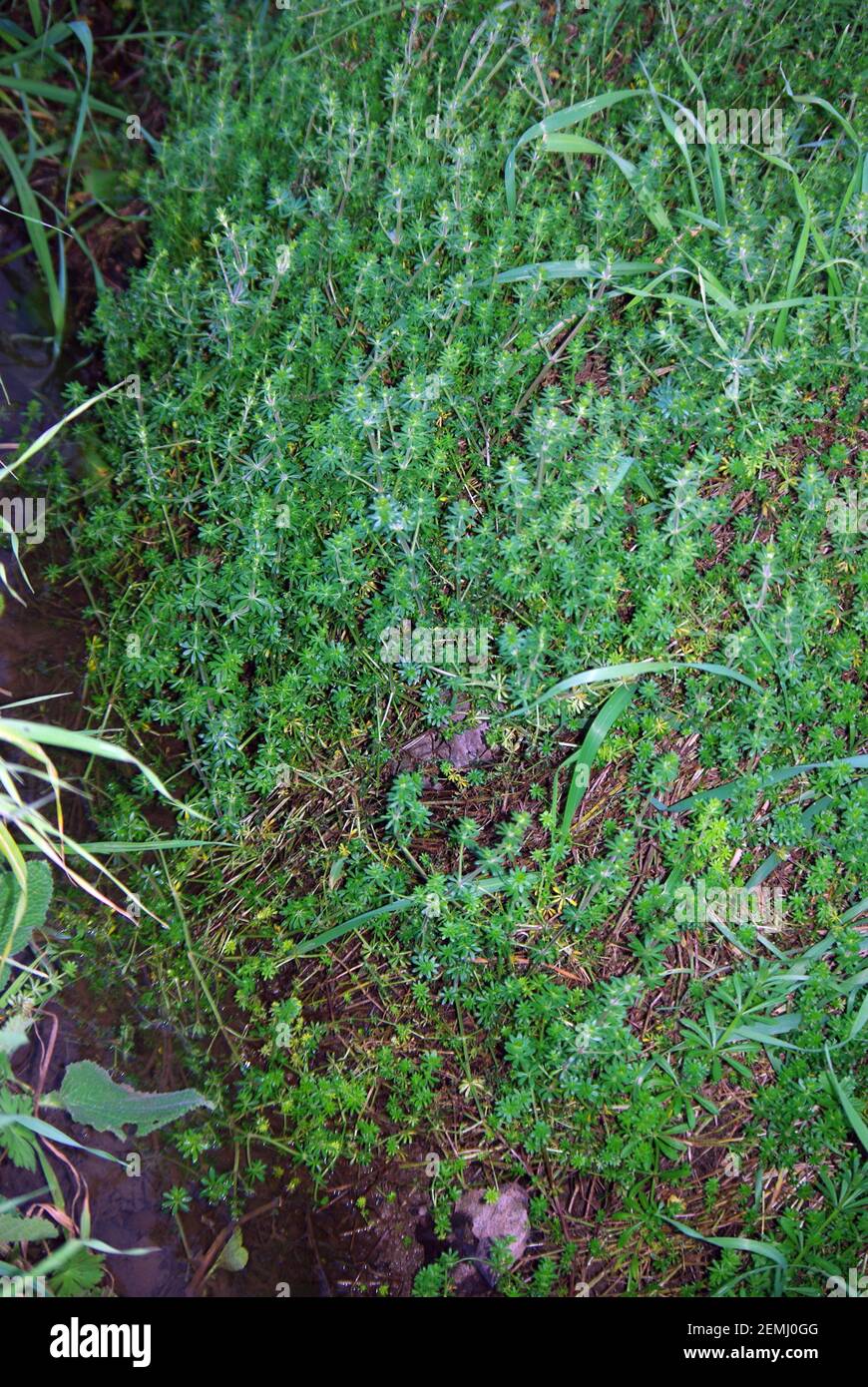 Elatine alsinastrum is a member of the genus Elatine in the plant family Elatinaceae, the waterwort family Stock Photo