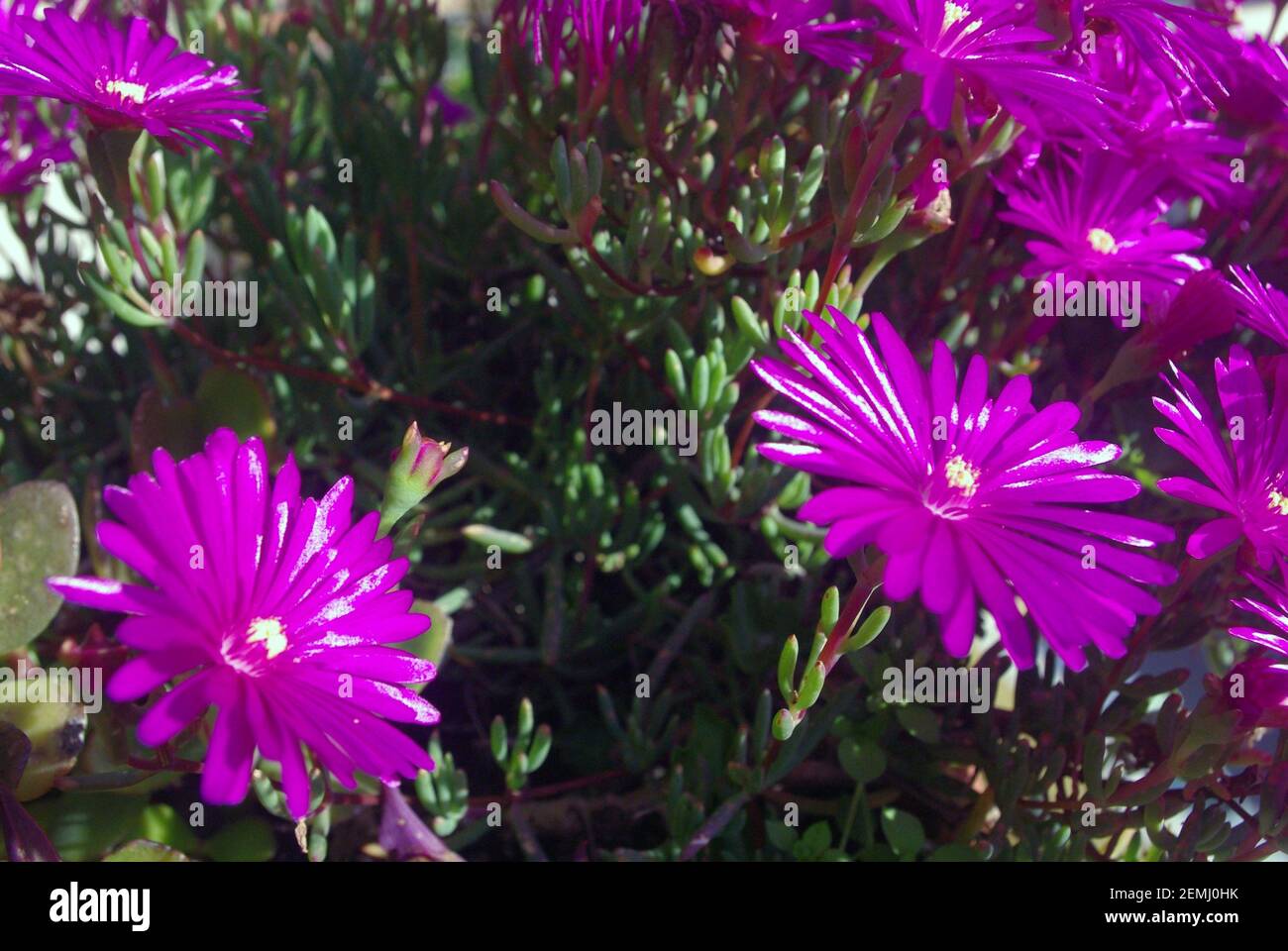 Rosy dewplant, Lampranthus roseus (Mesembryanthemum roseum) Stock Photo