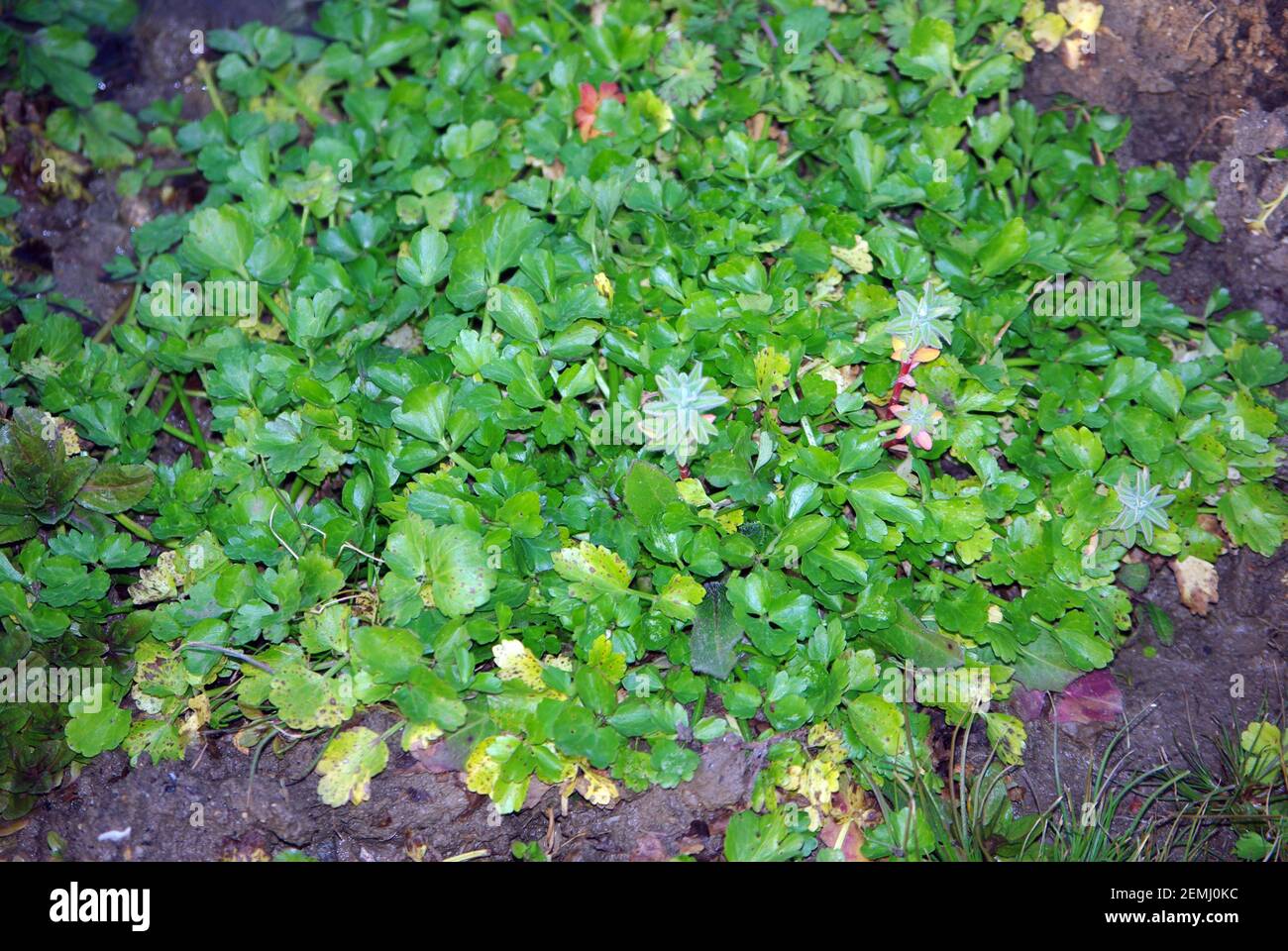 Water dropwort, Oenanthe fistulosa Stock Photo