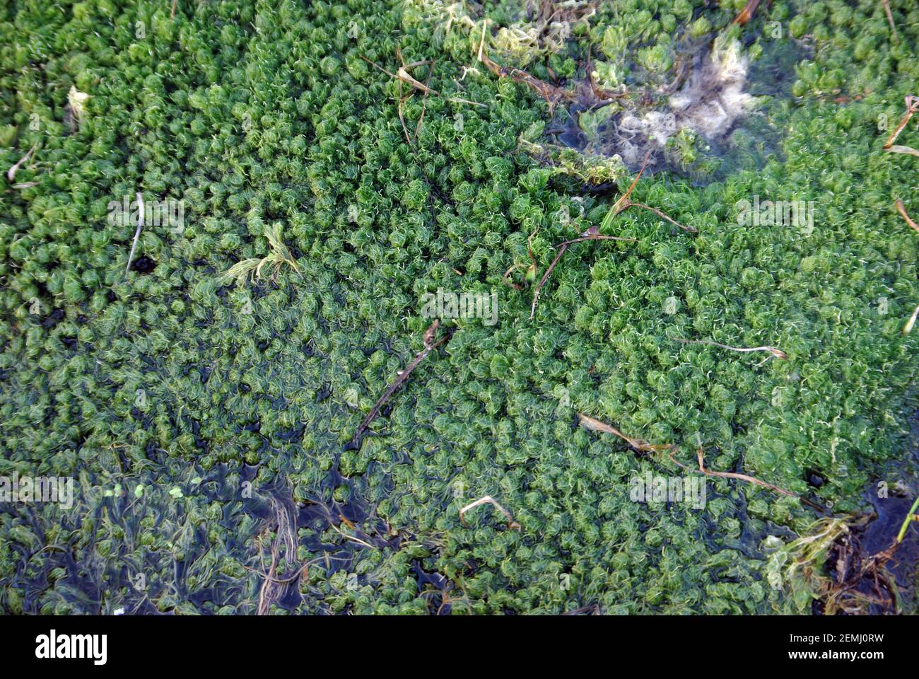 Green freshwater alga (Chara sp.) Stock Photo