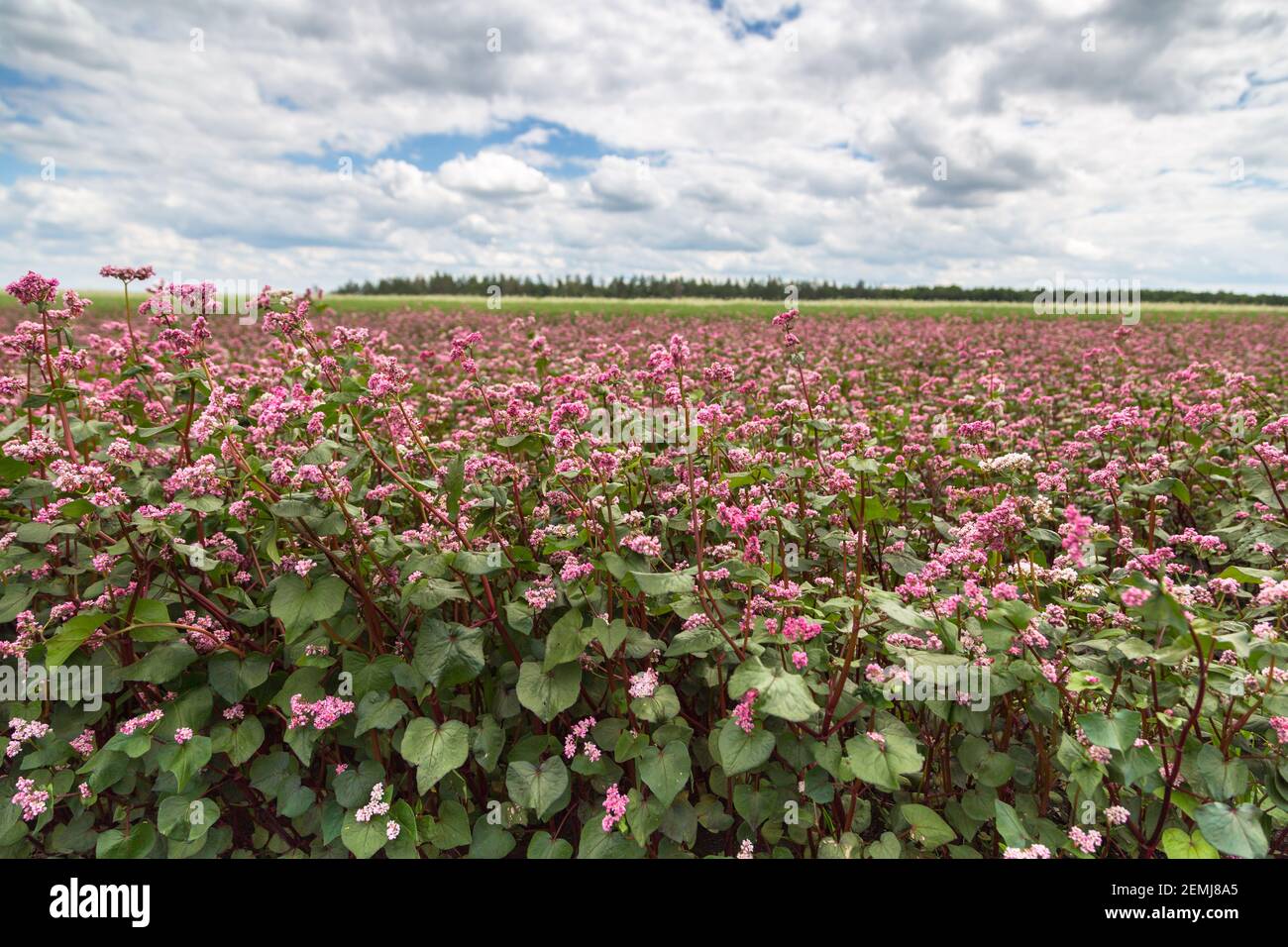 Red buckwheat flowers on the field. Blooming buckwheat. Buckwheat field
