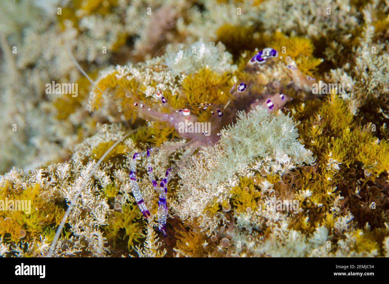 Sarasvati Anemone Shrimp, Ancylomenes sarasvati, in Tree Anemone, Actinodendron arboreum, Deep Reef dive site, Pemuteran, Bali, Indonesia Stock Photo