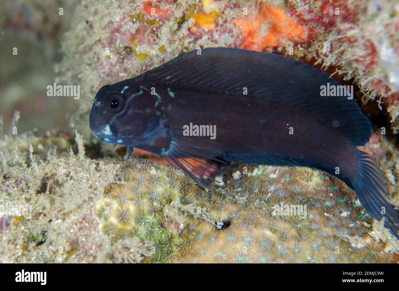 Yellowtail Blenny, Ecsenius namiyei, Deep Reef dive site, Pemuteran, Bali, Indonesia Stock Photo