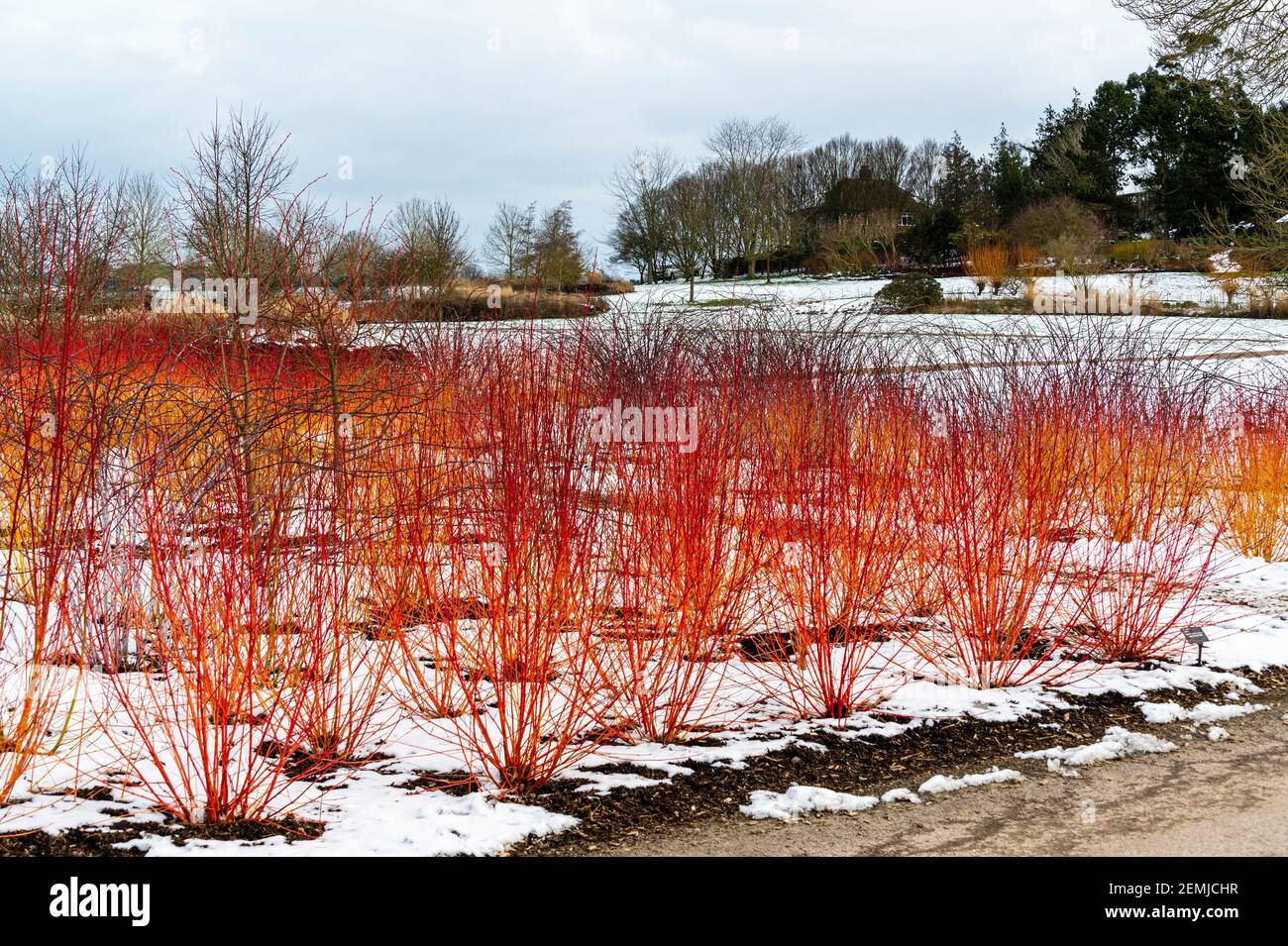 Cornus Sanguinea anny s Winter Orange Hi res Stock Photography And 