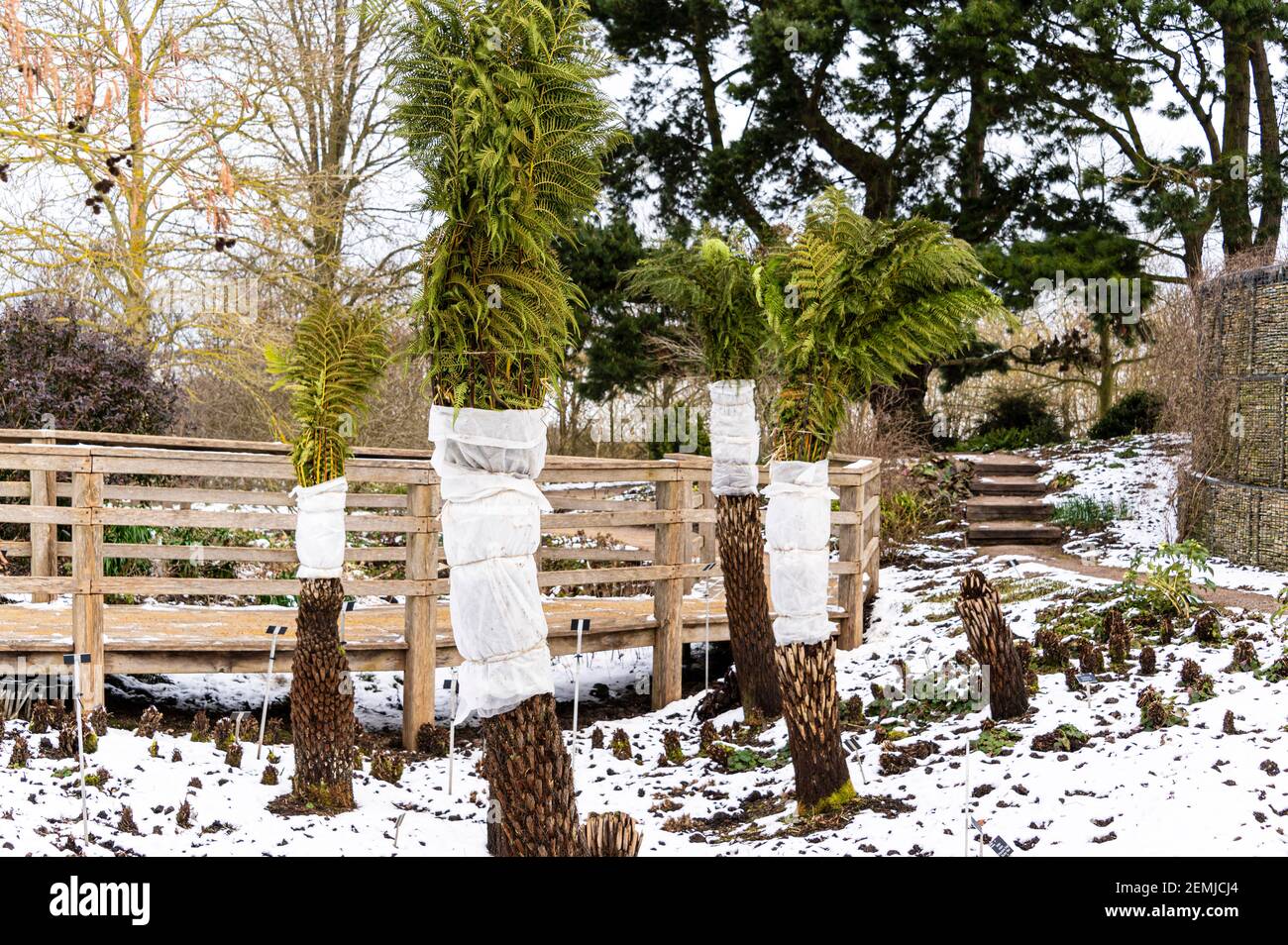 Tree ferns, Dicksonia Antartica, wrapped with horticultural fleece as protection from the cold. Stock Photo