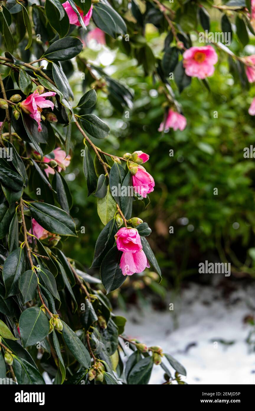Camellia williamsii mary christian, flowering in wintery, snowy conditions. Stock Photo