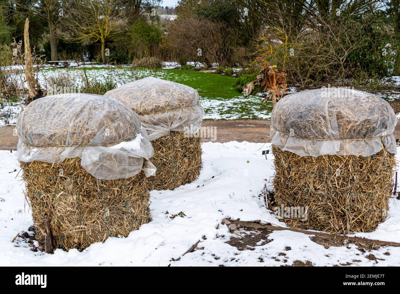 Tender plants wrapped up against cold winter conditions, with straw and plastic. Stock Photo