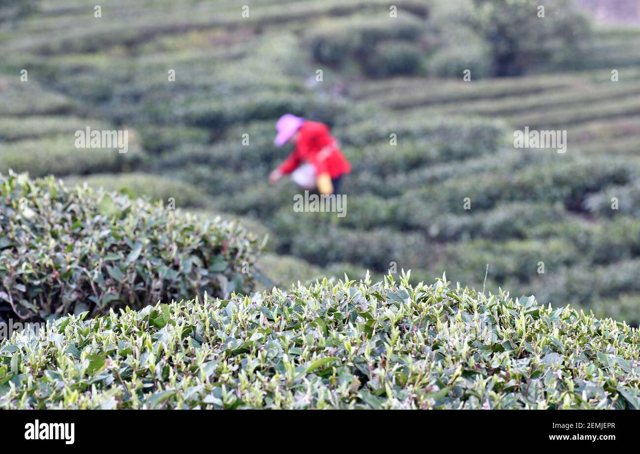 Tea farmers pick early spring tea buds at a tea garden in the Three ...