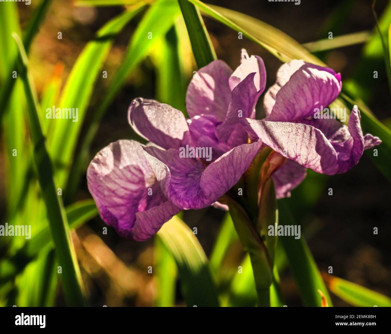 Real pretty delicate purple blooming iris at sunny summer happy morning Stock Photo