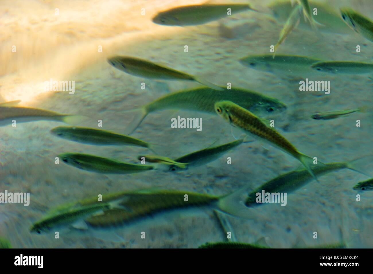 A school of small fish feeds on insects from the surface of the pond. Apparently, mostly Cyprinidae: barbs (Barbus) and danios (Danio). Laos nature Stock Photo