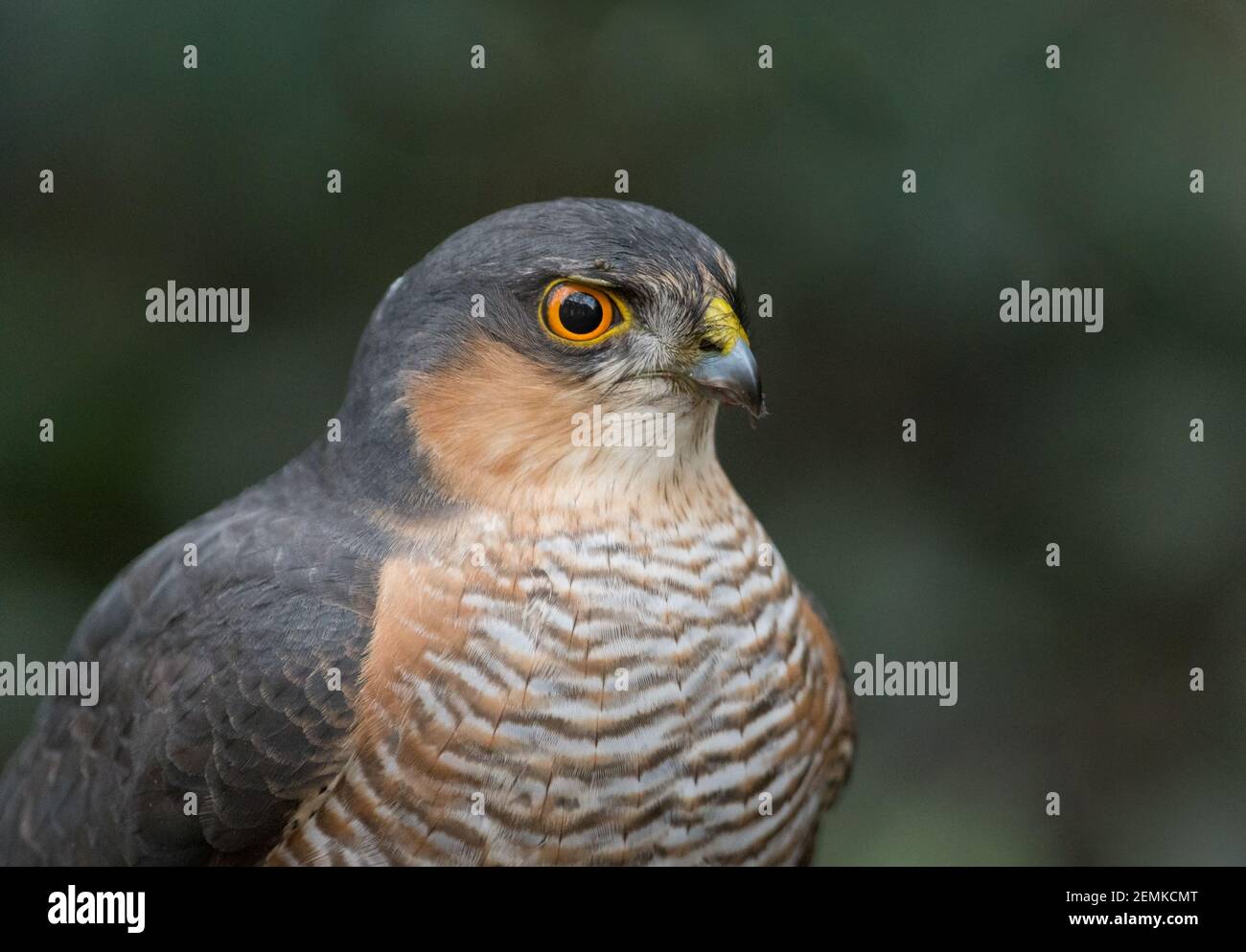 A close up of an adult male European Sparrowhawk (Accipiter nisus) on prey, taken in a suburban garden in Swindon, Wiltshire. Stock Photo
