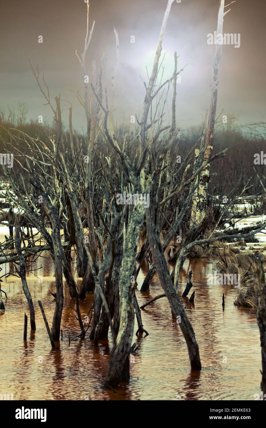 Old rotten tree trunk by canal hi-res stock photography and images - Alamy