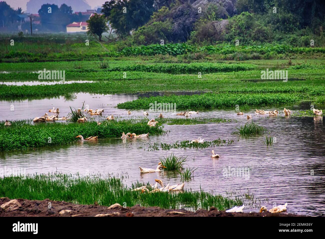 Duck farm in Vietnam. Breeding white Peking ducks on natural pond in