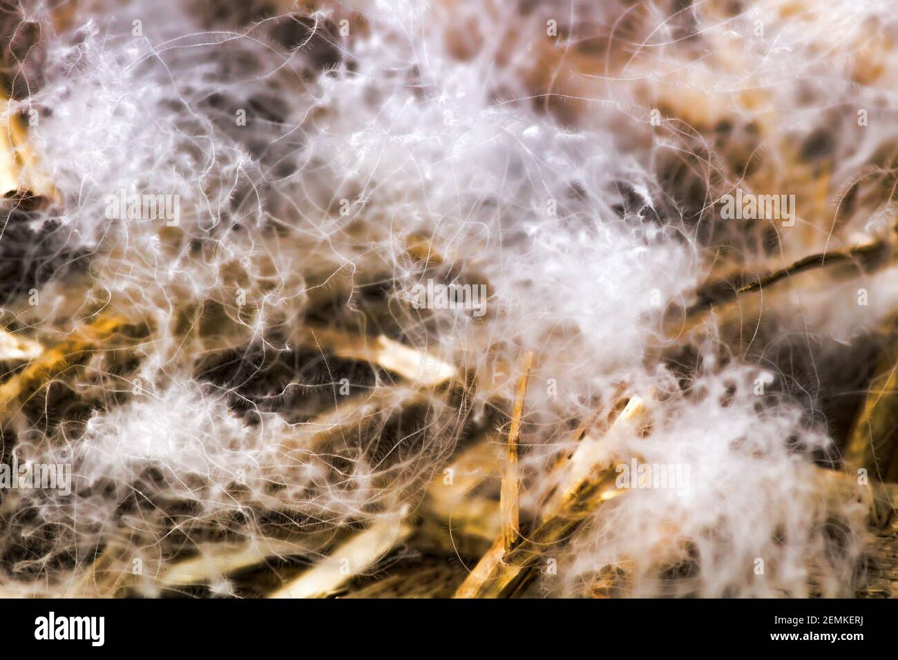 Famous Swan's down from North Europe nest. Macrostructure Stock Photo