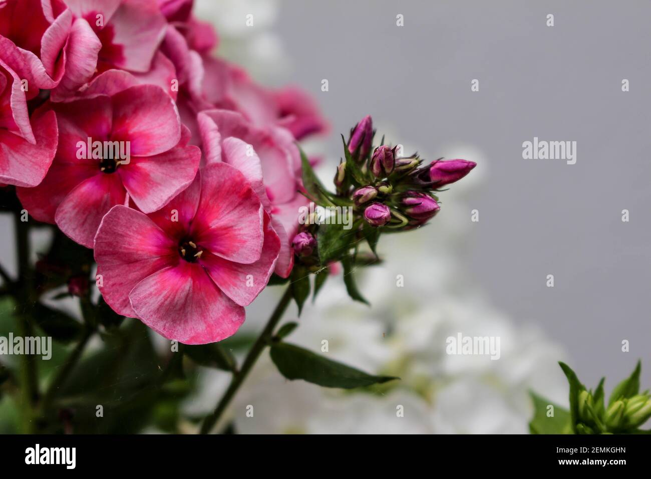 pink flower phlox close up in garden Stock Photo - Alamy