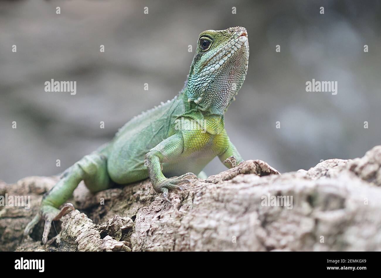 portrait of green iguana, big lizard sitting on tree branch Stock Photo