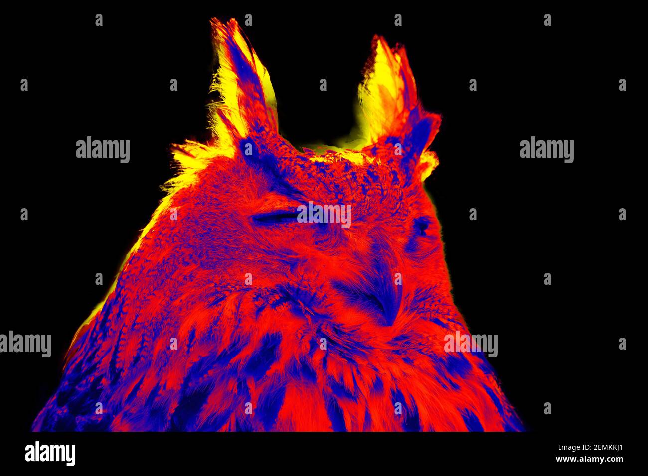 Portraits of eagle owl, night bird. Scanning the animal's body