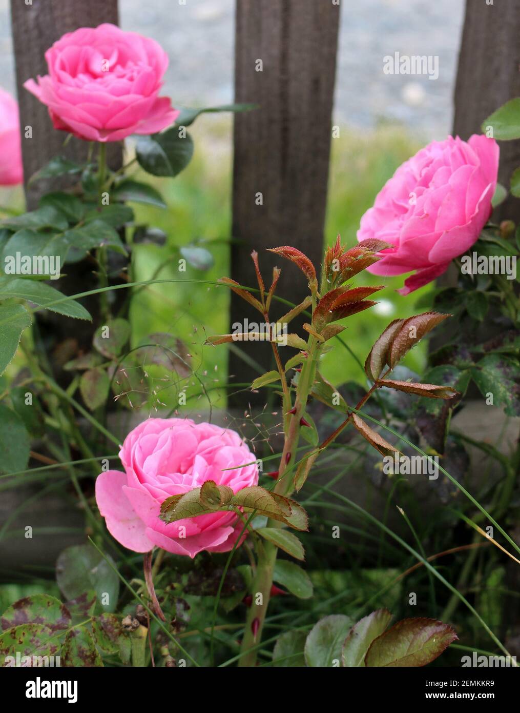 pink roses in front of a wooden fence Stock Photo - Alamy