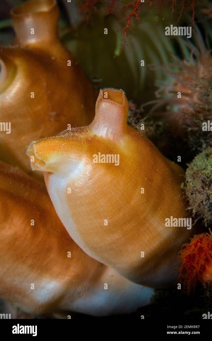 Sea peach underwater in the S.Lawrence River Stock Photo