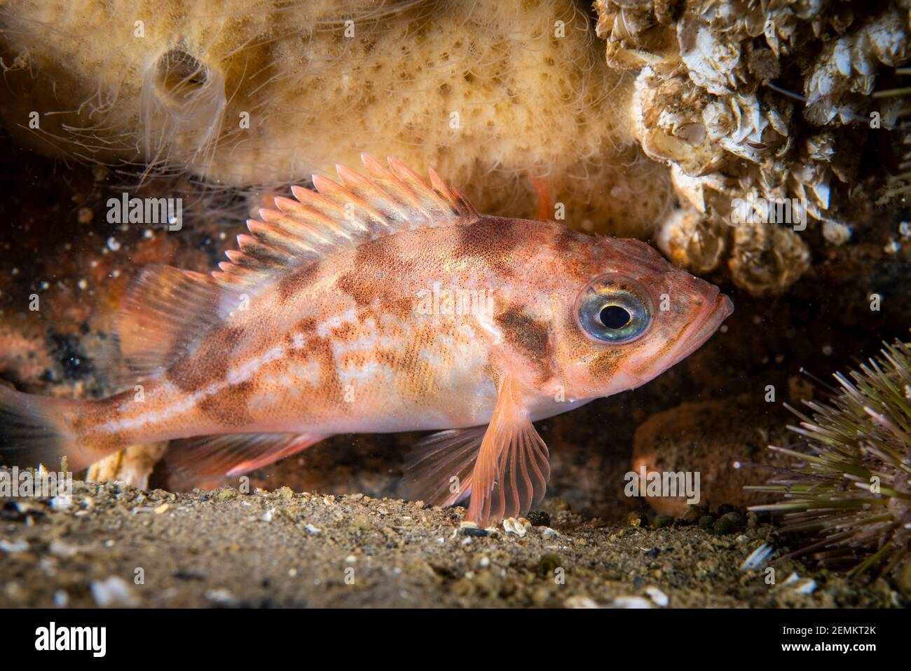 Acadian redfish underwater in the St-Lawrence River Stock Photo