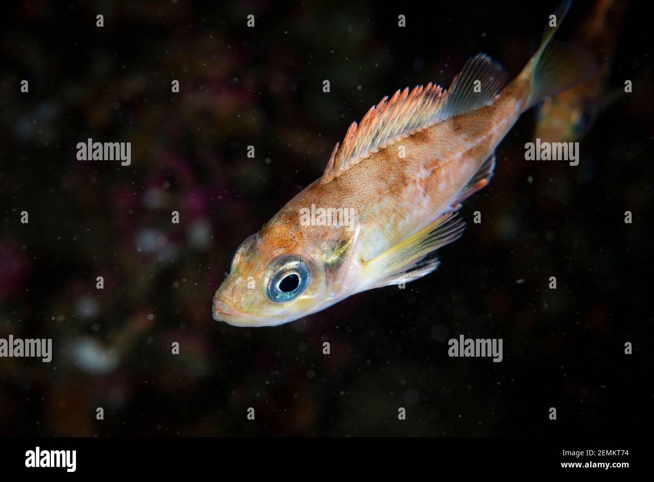 Acadian redfish underwater in the St-Lawrence River Stock Photo
