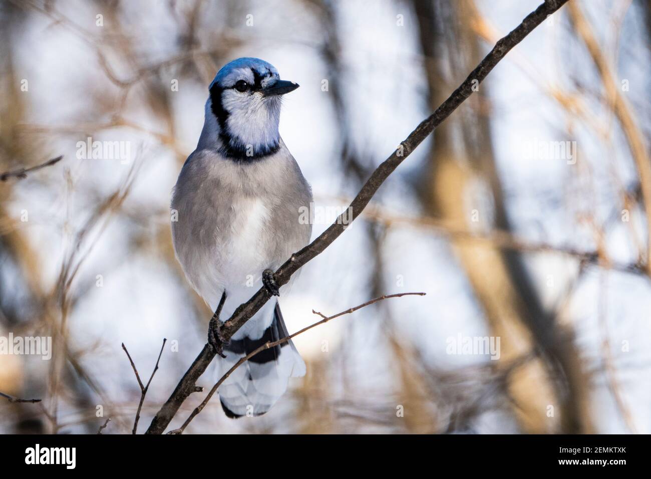 Perched blue jay in a park during winter. Stock Photo