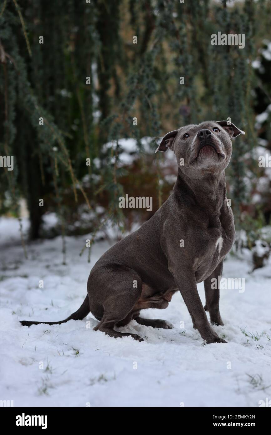 Adorable English Staffordshire Bull Terrier Sits in the Snow in the Winter Garden. Cute Staff Bull Dog Looks Up during Cold Day. Stock Photo