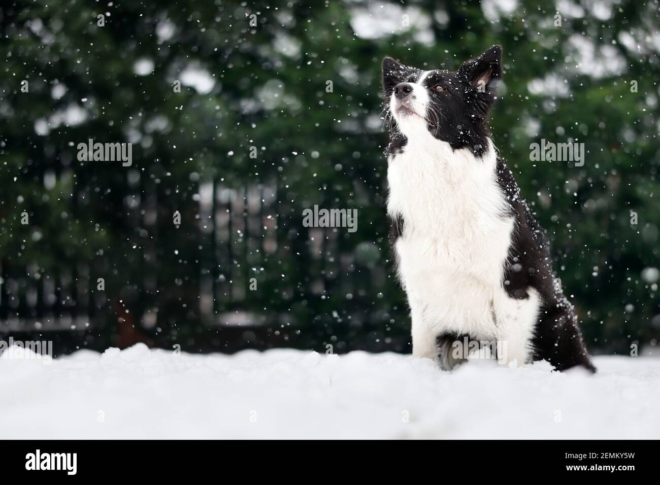 Sitting Border Collie in the Garden during Snowfall. Adorable Black and