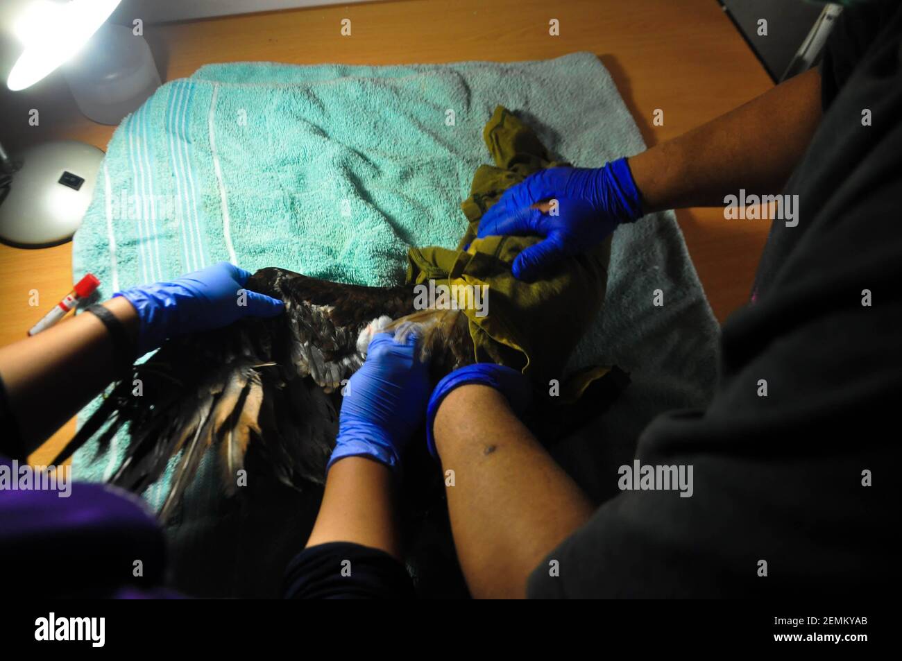 Animal Sanctuary Trust Indonesia Asti Officers Are Seen Examining And Handling Several Endangered Animals At The Asti Endangered Animal Transit Site Bogor West Java Indonesia On March 11 2019 92 Endangered Animals