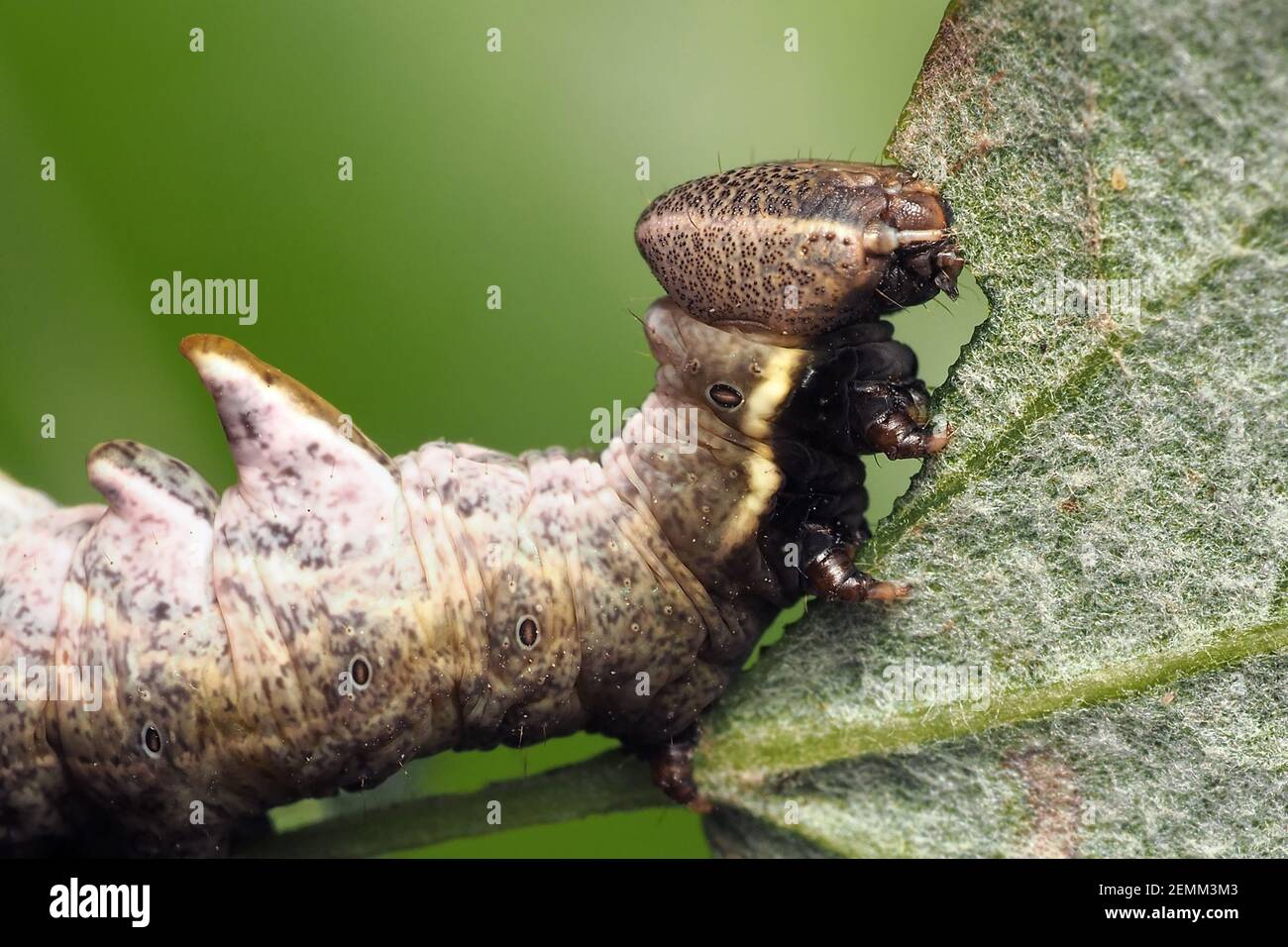 Close up of Pebble Prominent moth caterpillar (Notodonta ziczac) feeding on white poplar. Tipperary, Ireland Stock Photo