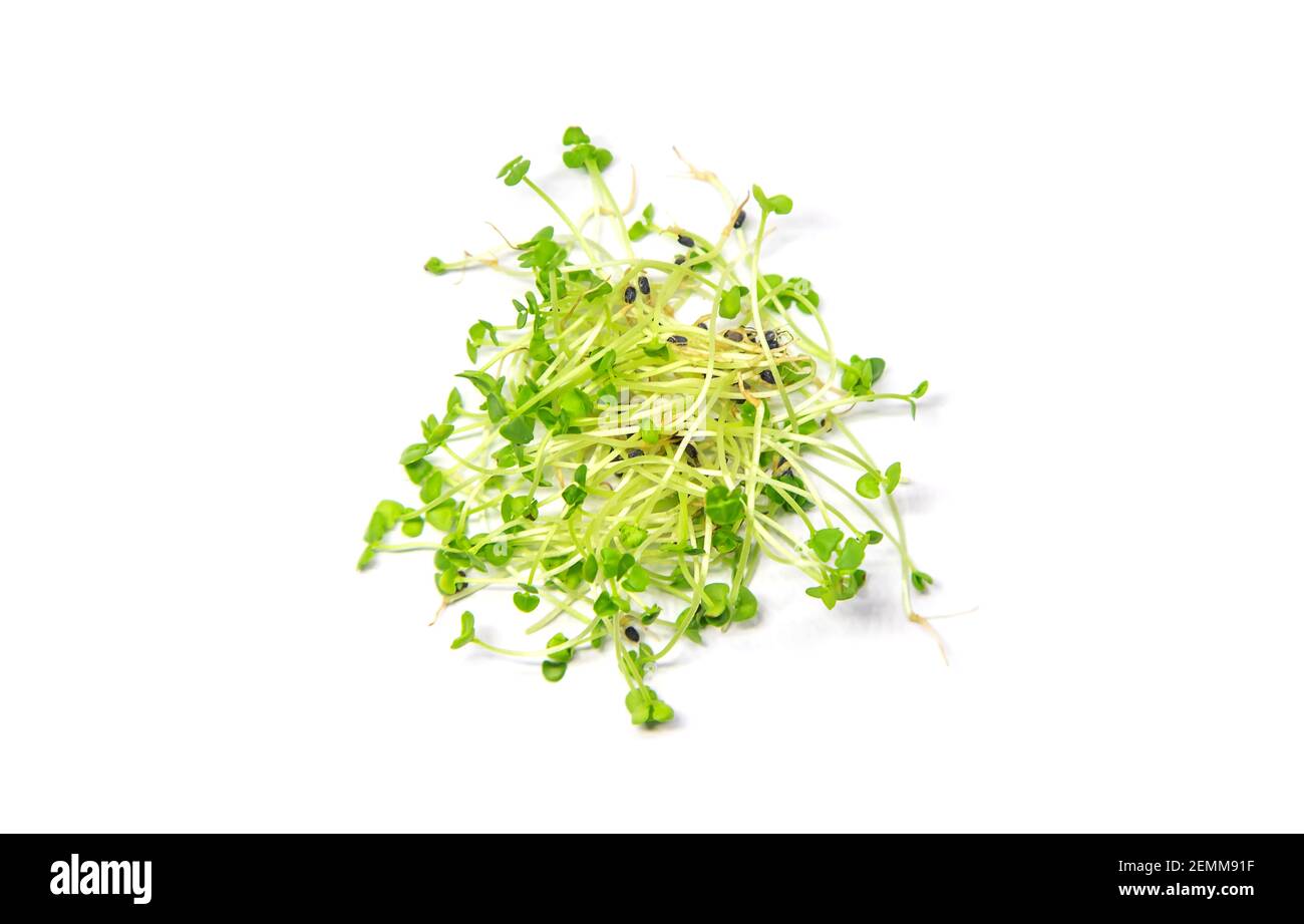 Microgreens basil isolate on a white background. Selective focus. Food. Stock Photo
