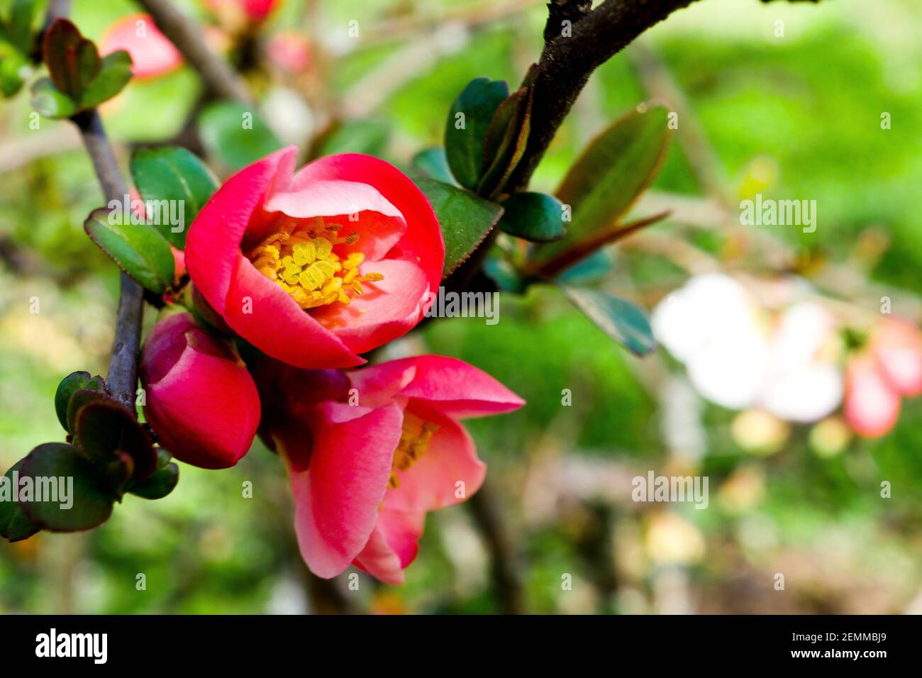 Flowers on a japaneses quince tree, France Stock Photo