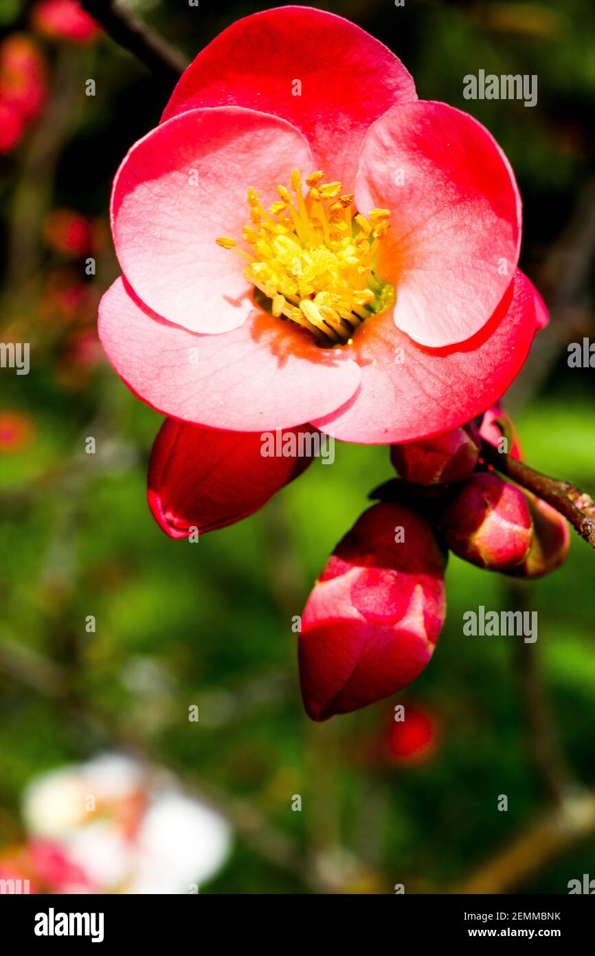 Flowers on a japaneses quince tree, France Stock Photo