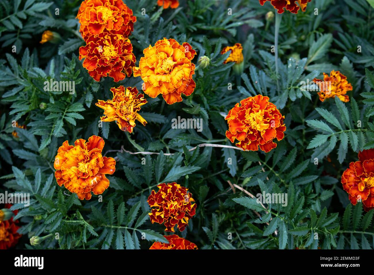 Calendula background. Close-up. over the beautiful leaf of the Tagetes erecta calendula flower, Mexican, Aztec or French marigolds in the garden. Patu Stock Photo