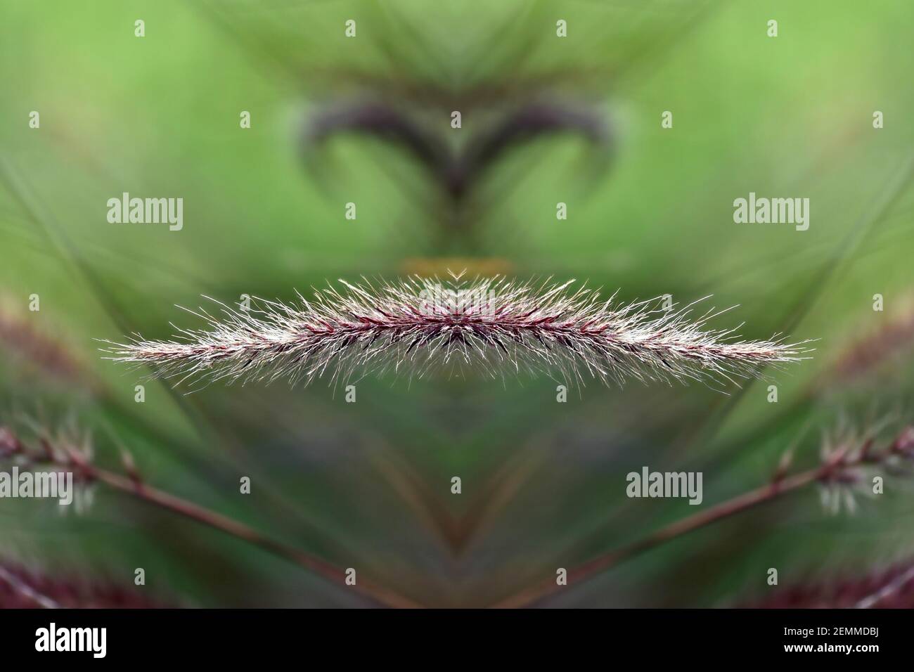 Crimson Fountaingrass (Pennisetum Setaceum), an ornamental plant abstract composition. Stock Photo