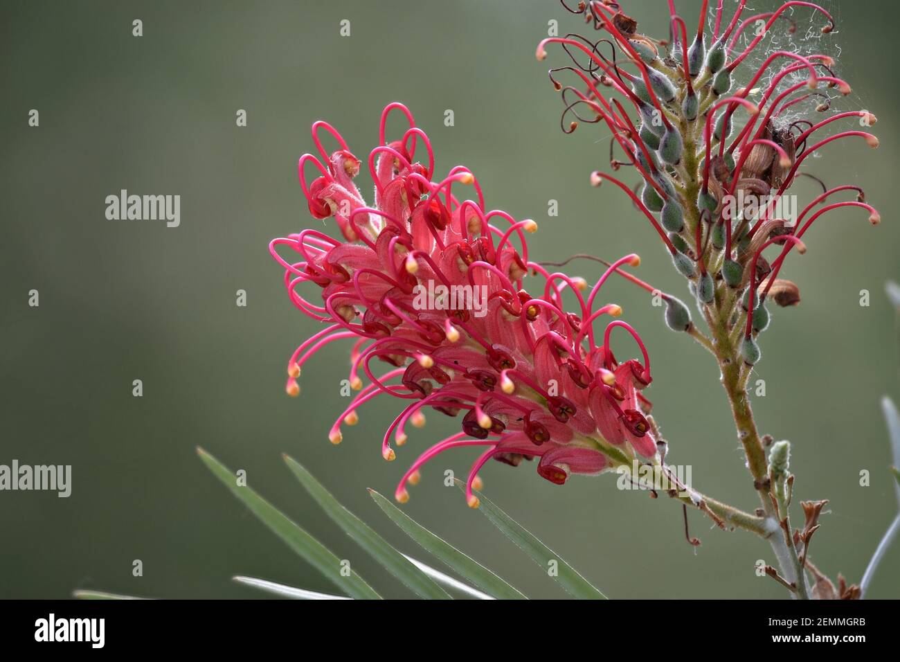 Grevillea banksii, a native evergreen flowering plant composition on a natural green background. Stock Photo