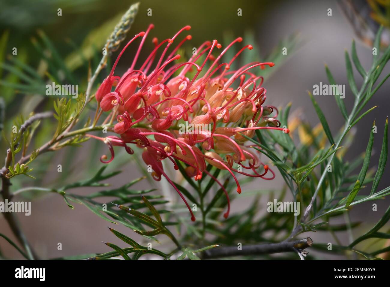 Grevillea rosmarinifolia a native evergreen flowering plant composition on a natural green background. Stock Photo