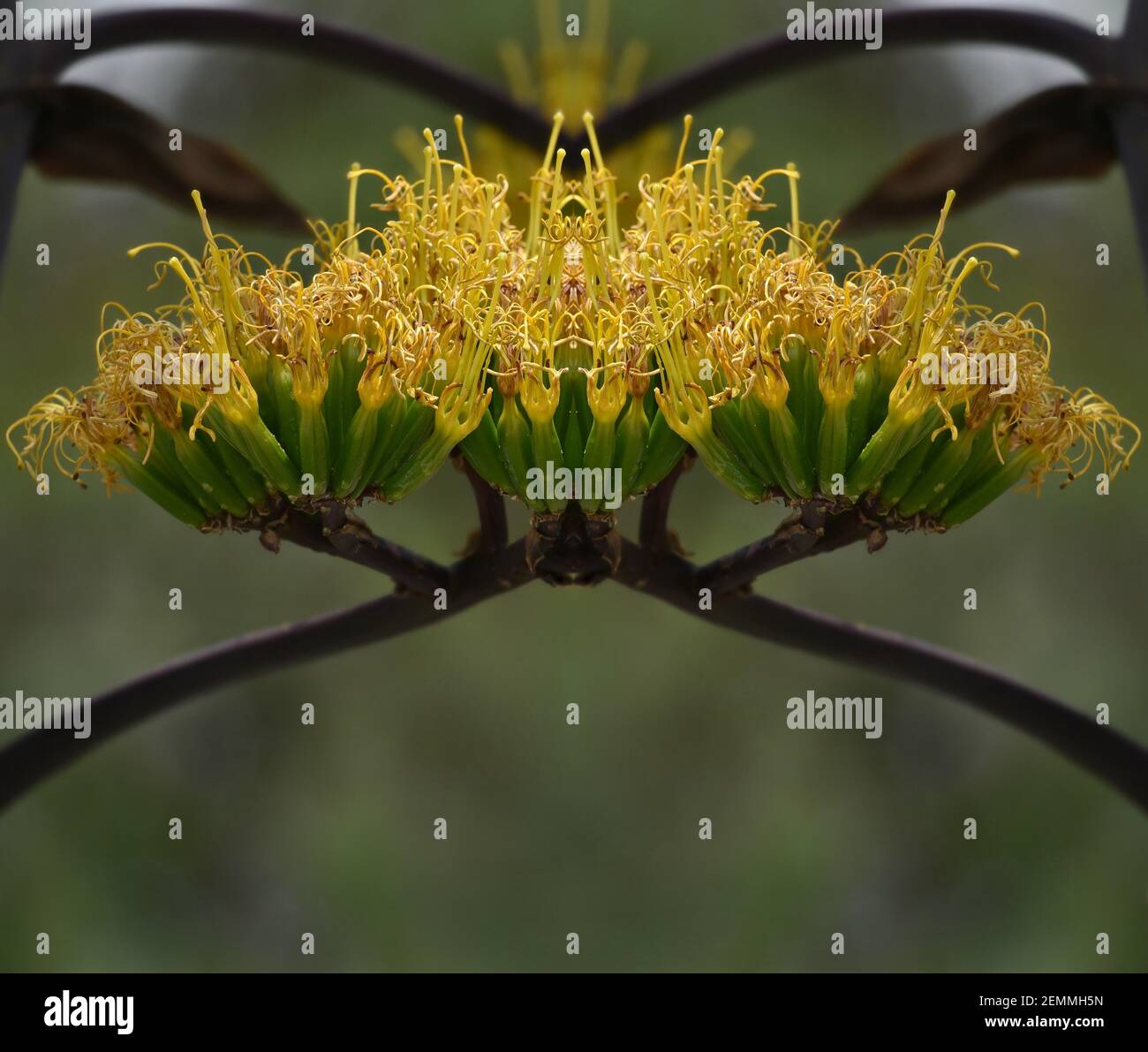 Grevillea Robusta, a native evergreen flowering plant composition on a ...