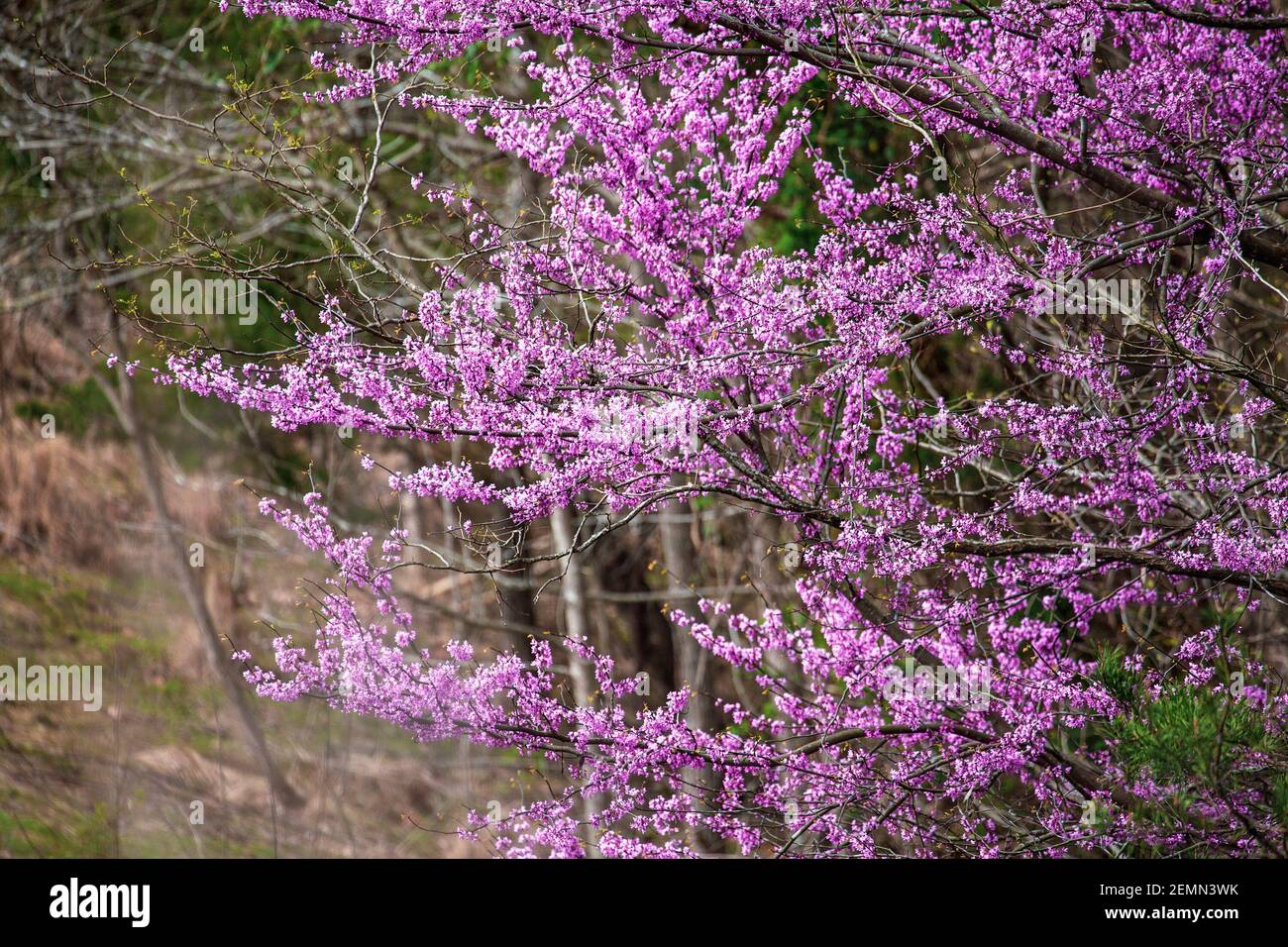Eastern Redbud Tree, Cercis Canadensis, native to eastern North America shown here in full bloom in south central Kentucky. Shallow depth of field. Stock Photo