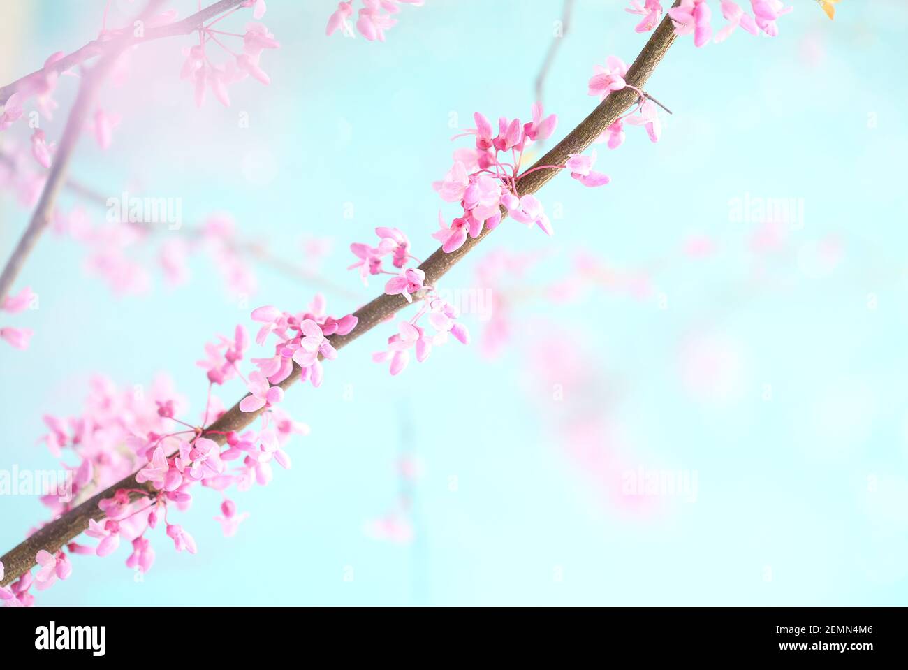 Redbud tree hi-res stock photography and images - Alamy