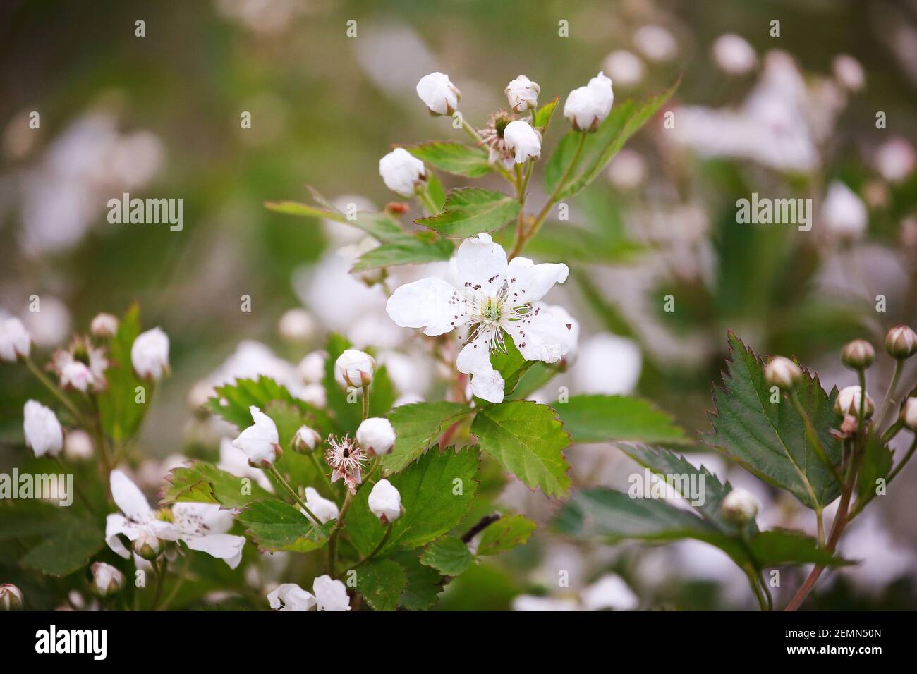 Beautiful plants in spring bloom fruit garden. Blackberry bush with white flowers. Flowering primocane fruiting blackberries of the Rosaceae family. Stock Photo
