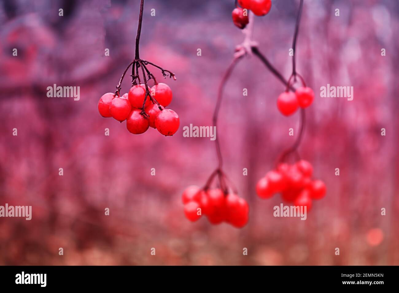 Red viburnum berries on a bush in the autumn Stock Photo