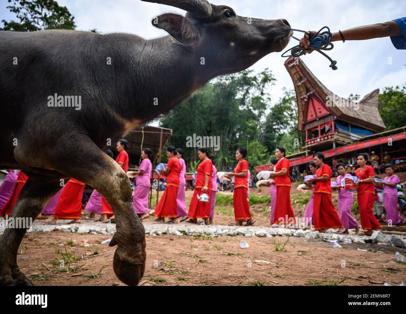 Torajah Communal Ritual Residents wearing traditional clothes are seen performing rituals ...