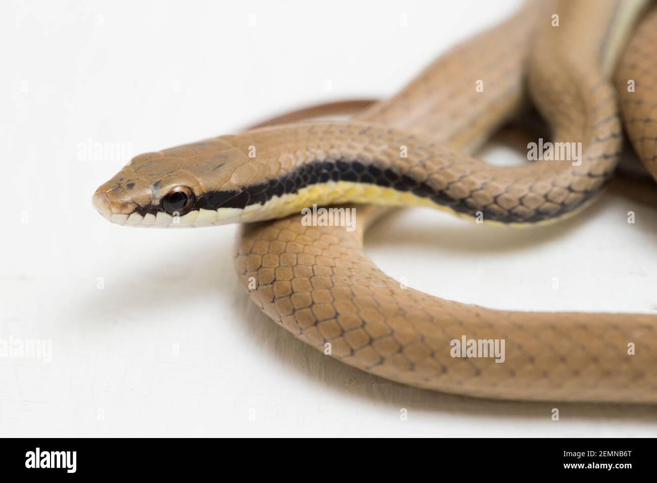 Malayan Ringneck Snake liopeltis tricolor isolated on white background ...