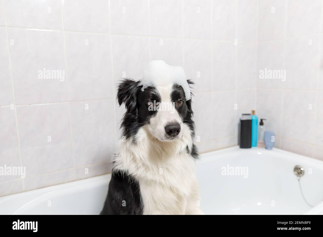 Funny indoor portrait of puppy dog border collie sitting in bath gets  bubble bath showering with shampoo. Cute little dog wet in bathtub in  grooming s Stock Photo - Alamy
