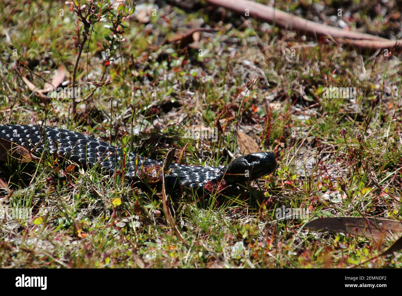 Tasmania black tiger snake hires stock photography and images Alamy