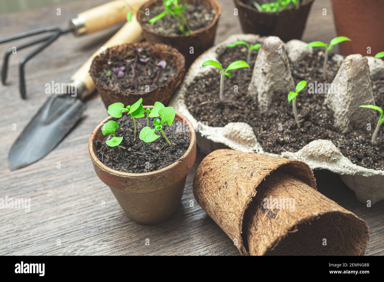 Basil, watercress, tomato seedlings in ecological organic pots and gardening tools on the table, home gardening and growing your own food at home Stock Photo