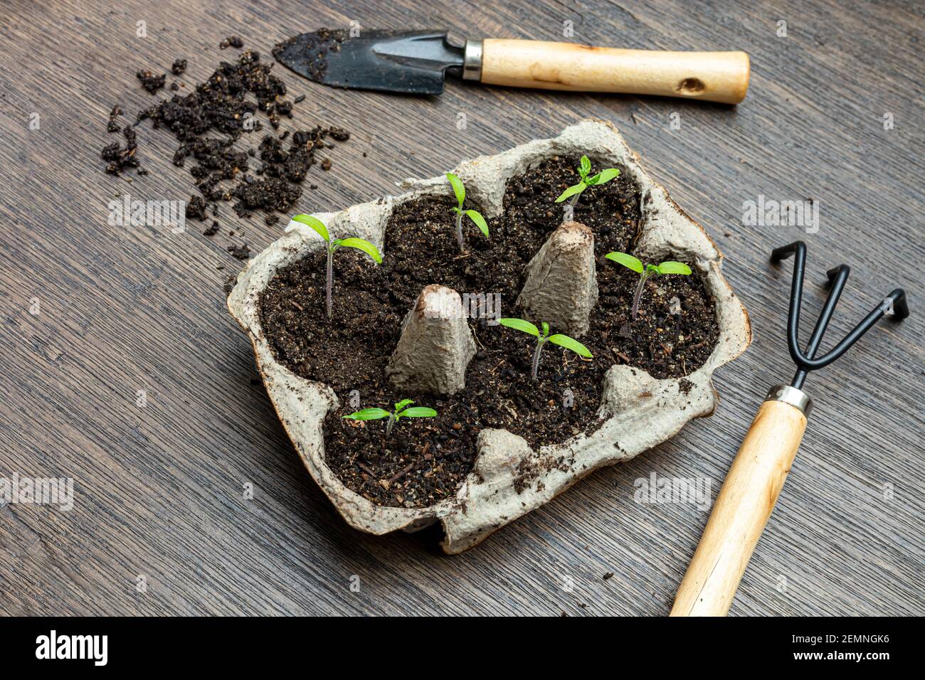 Tomato seedlings growing in reused egg box and gardening tools on wooden table, zero waste and organic gardening concept, top view Stock Photo