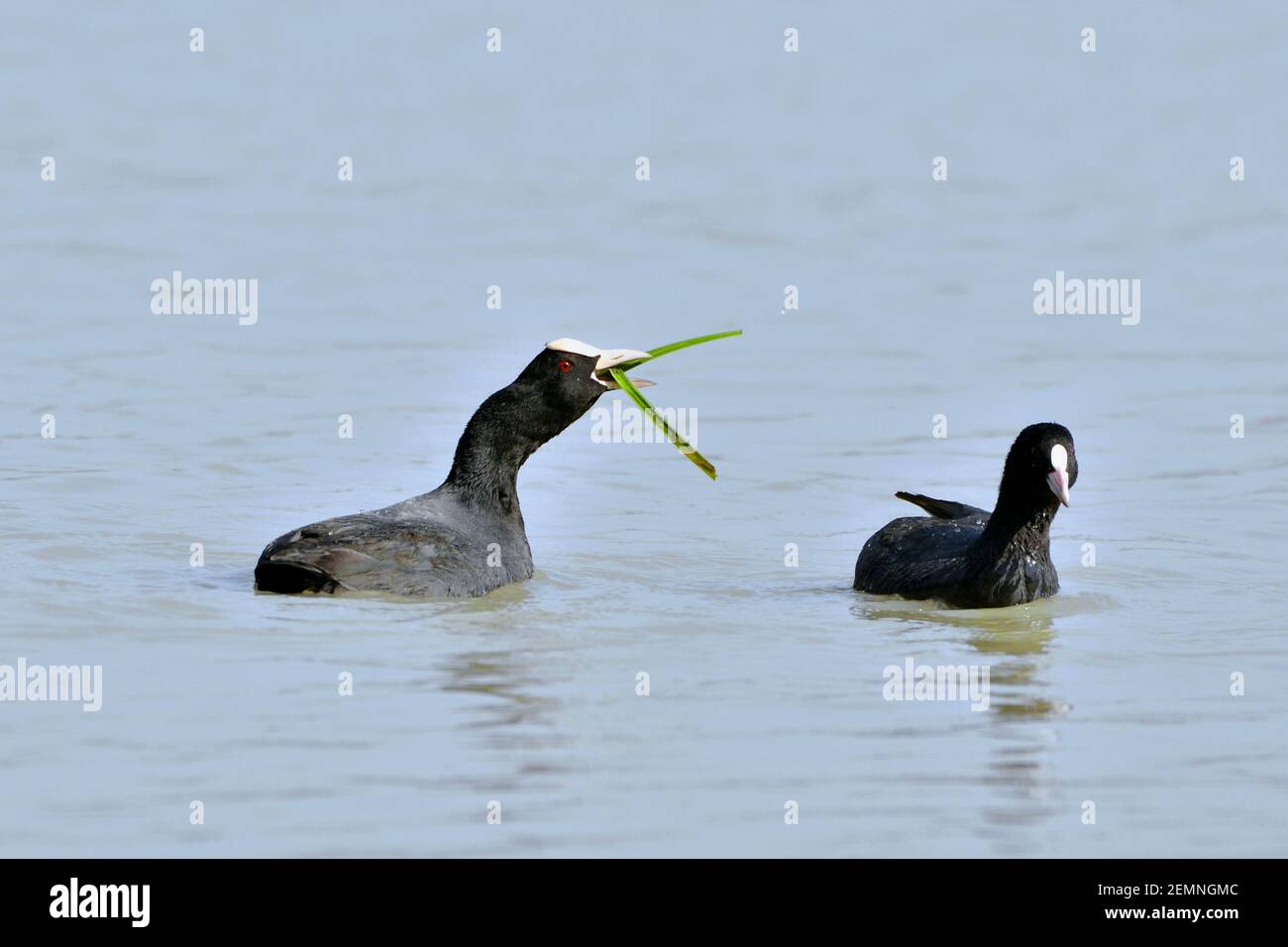 Common Coot Birds Are Feeding In The Wetland Stock Photo Alamy