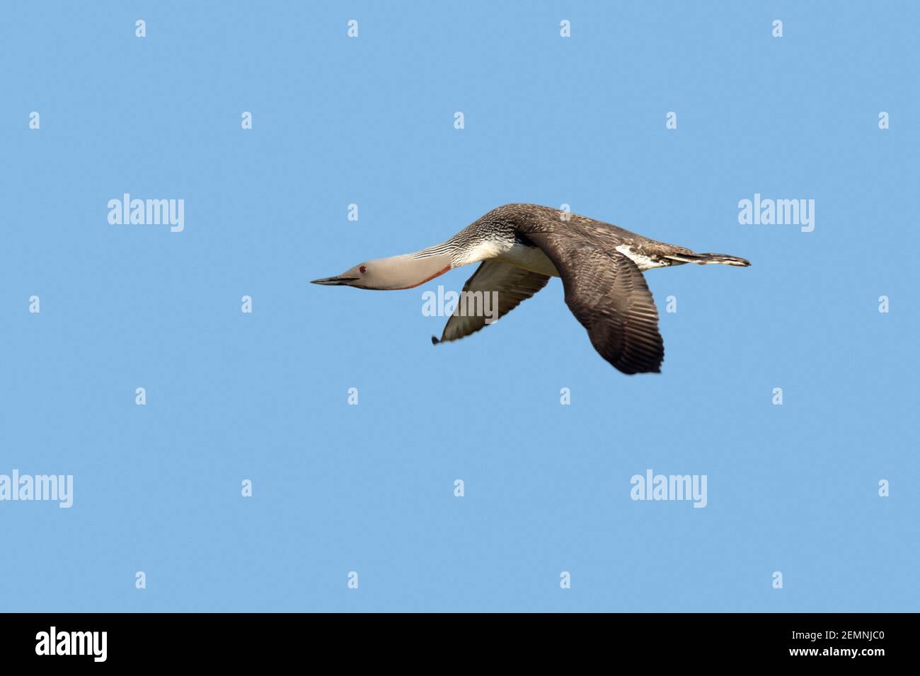 Red-throated loon / red-throated diver (Gavia stellata) in flight against blue sky in breeding plumage in summer Stock Photo